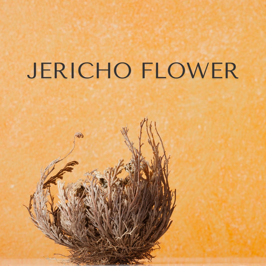 Jericho Flower - Resurrection Plant Symbolizing Renewal and Rebirth with Spiritual and Wellness Benefits by Ancient Wellness